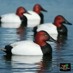 AVERY OUTDOORS GHG OVER-SIZE CANVASBACK DUCK DECOYS - 1/2 DOZEN