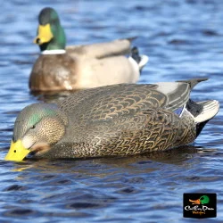 AVERY OUTDOORS GHG PRO-GRADE HYBRID BLACK DUCK DECOYS -SURFACE FEEDER PAIR