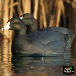 AVERY OUTDOORS GHG OVER-SIZE COOT DECOYS - 1/2 DOZEN