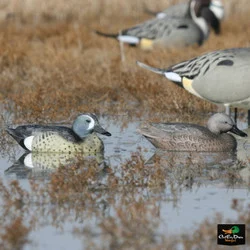 AVERY OUTDOORS GHG LIFE-SIZE BLUE-WINGED TEAL DUCK DECOYS - 1/2 DOZEN