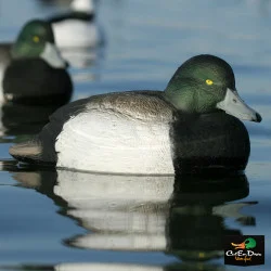 AVERY OUTDOORS GHG OVER-SIZE BLUE-BILL DUCK DECOYS - 1/2 DOZEN