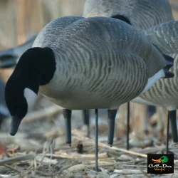 AVERY GREENHEAD GEAR PRO-GRADE LESSER CANADA GOOSE DECOYS - HARVESTER 6 PACK