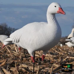 AVERY OUTDOORS GHG PRO-GRADE FULL BODY SNOW GOOSE DECOYS - ACTIVE PACK