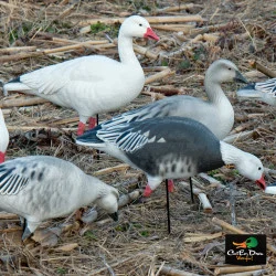 AVERY OUTDOORS GHG PRO-GRADE FULL BODY SNOW/BLUE GOOSE DECOYS - HARVESTER PACK