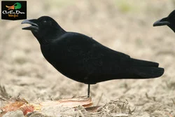AVERY OUTDOORS GHG PAINTED CROW DECOY - AGGRESSIVE CALLER