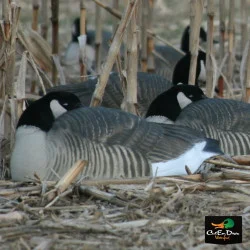 AVERY OUTDOORS GHG PRO-GRADE HONKER SHELLS - SLEEPER PACK 12