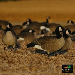 AVERY OUTDOORS GHG TIM NEWBOLD LESSER CANADAS FFD - ACTIVE 6 PACK