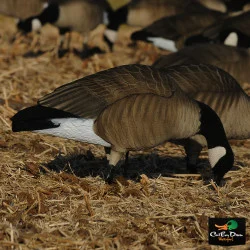 AVERY OUTDOORS GHG TIM NEWBOLD LESSER CANADAS FFD - FEEDER 6 PACK