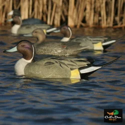 AVERY OUTDOORS GHG OVER-SIZE PINTAIL DUCK DECOYS - 1/2 DOZEN