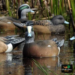 AVERY OUTDOORS GHG PRO-GRADE WIGEON DECOYS - 6 PACK