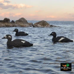 AVERY OUTDOORS GHG PRO GRADE WHITE-WINGED SCOTER DECOYS - 6 PACK