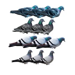 Avery Outdoors Greenhead Gear GHG Pro Grade Pigeon Silhouette Decoys w/ Stakes