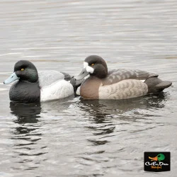 AVERY OUTDOORS GHG PRO GRADE FOAM FILLED BLUE BILL SCAUP DECOYS