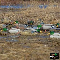 AVERY OUTDOORS GHG PRO-GRADE MALLARD DECOYS -HARVESTER PACK W/ FLOCKED HEADS