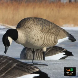 AVERY GHG PRO-GRADE FULL BODY CANADA GOOSE FEEDER DECOYS 4 PACK W/ SLOTTED BAG