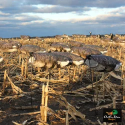 WHITE ROCK DECOY COMPANY SPECKLEBELLY GOOSE WIND SOCK HUNTING DECOYS DOZEN